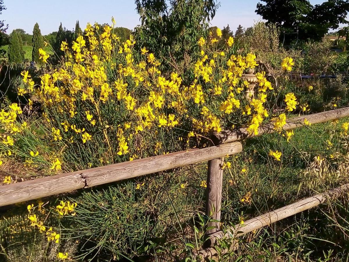 B&B La Gallinella Rossa Baschi Luaran gambar