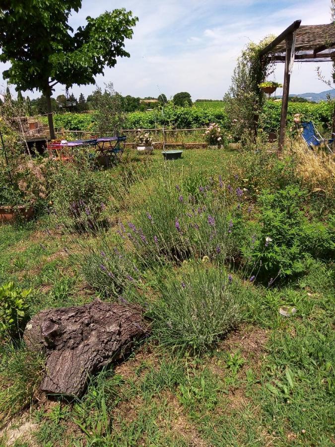 B&B La Gallinella Rossa Baschi Luaran gambar